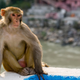 A rhesus monkey (Macaca mulatta).